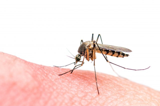Nauènici zabrinuti: Otkrivena nova mutacija zika virusa koja bi mogla da izazove još jednu epidemiju